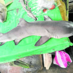 shark sorsogon -bfar