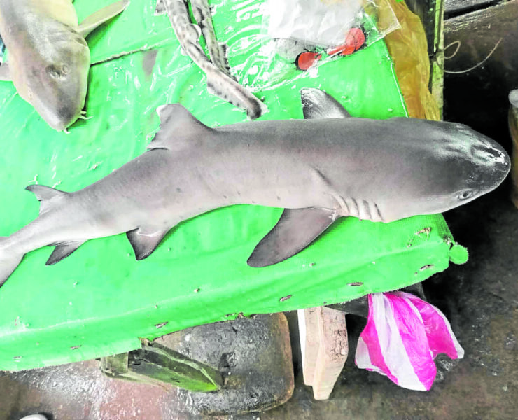 shark sorsogon -bfar