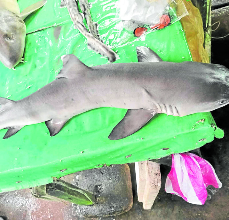 shark sorsogon -bfar