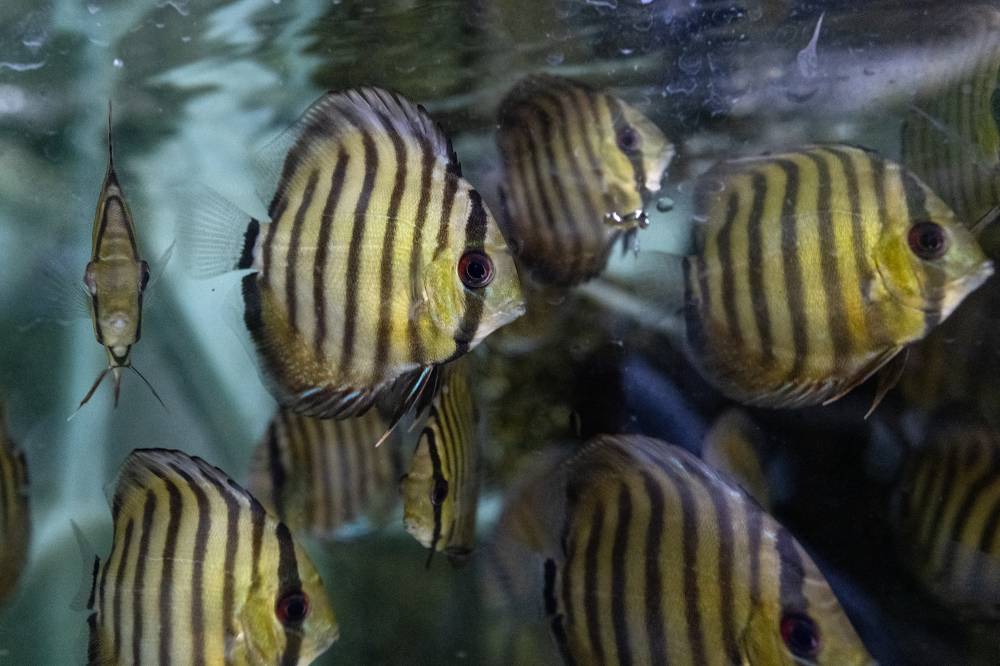 From Colombia's jungle to the world's fish tanks Philippine Daily